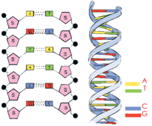 This picture portrays the structure of dna and also the double helix model of dna. The nitrogenous base in dna is also portrayed here.