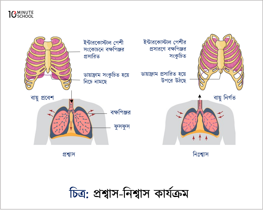 English to Bangla Meaning of process - প্রক্রিয়া