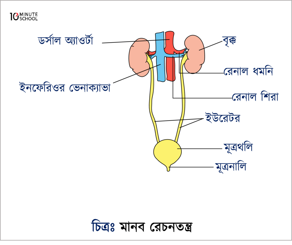 English to Bangla Meaning of process - প্রক্রিয়া