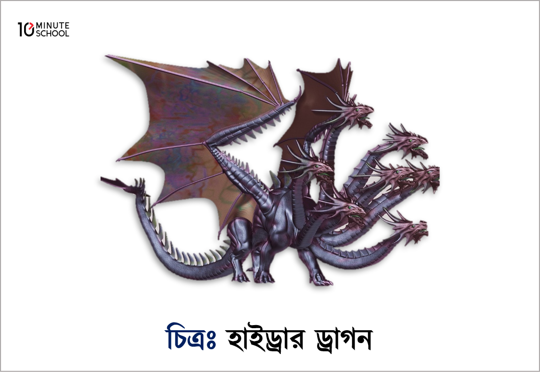 Hydra Best Explanations হাইড্রা