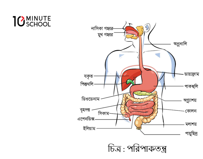 Digestive System (Digestion And Digestive System)