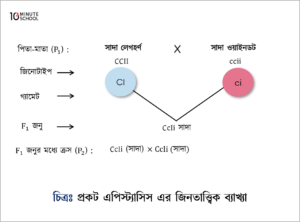 Dominant Epistasis