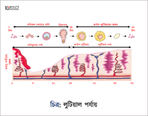 Menstrual cycle Phases, লুটিয়াল পর্যায় (Luteal phase)