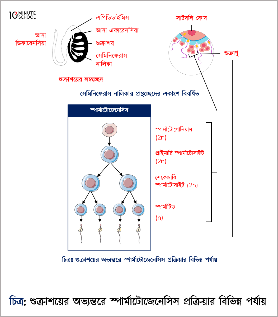 Paypoqda yosh jojalar bilan porno