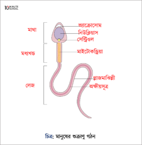 মানুষের শুক্রাণুর গঠন (Structure of Human sperm)