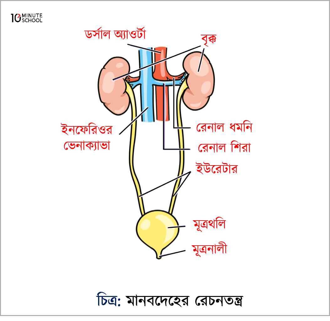 Yapon jinsiy aloqa film