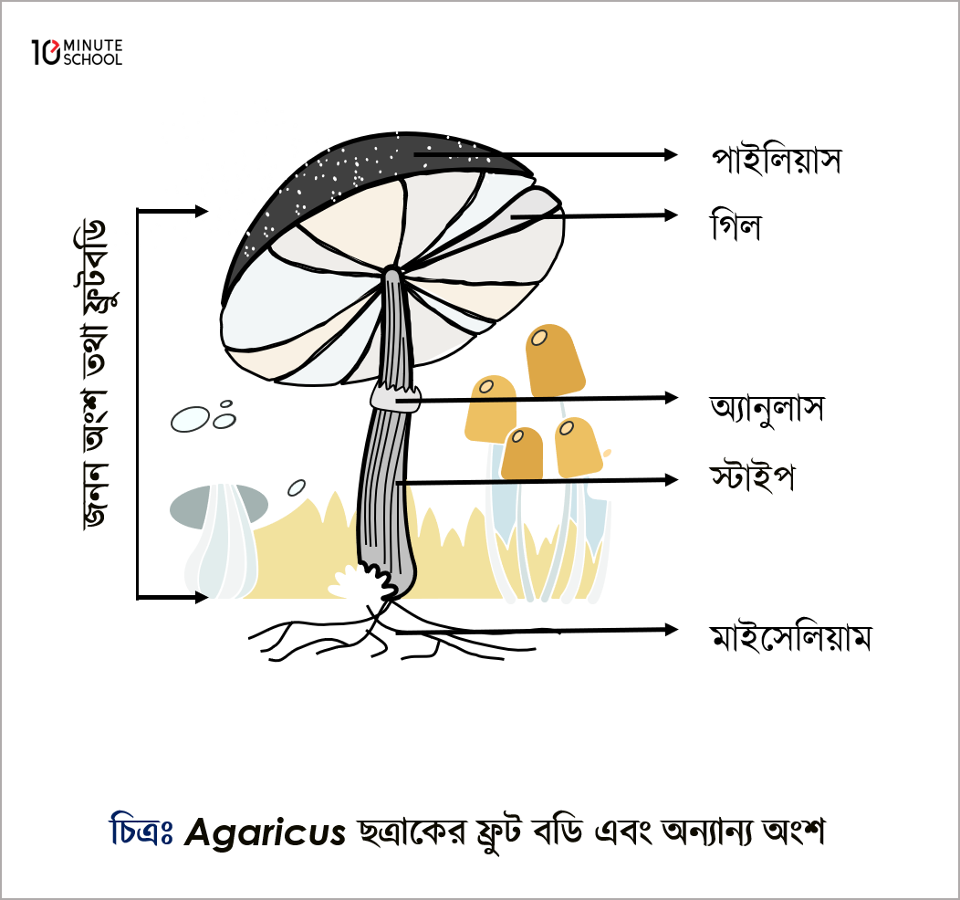 Retro porno: Yirtqichlar qabilasi bir qizni asirga olib, sikishadi.