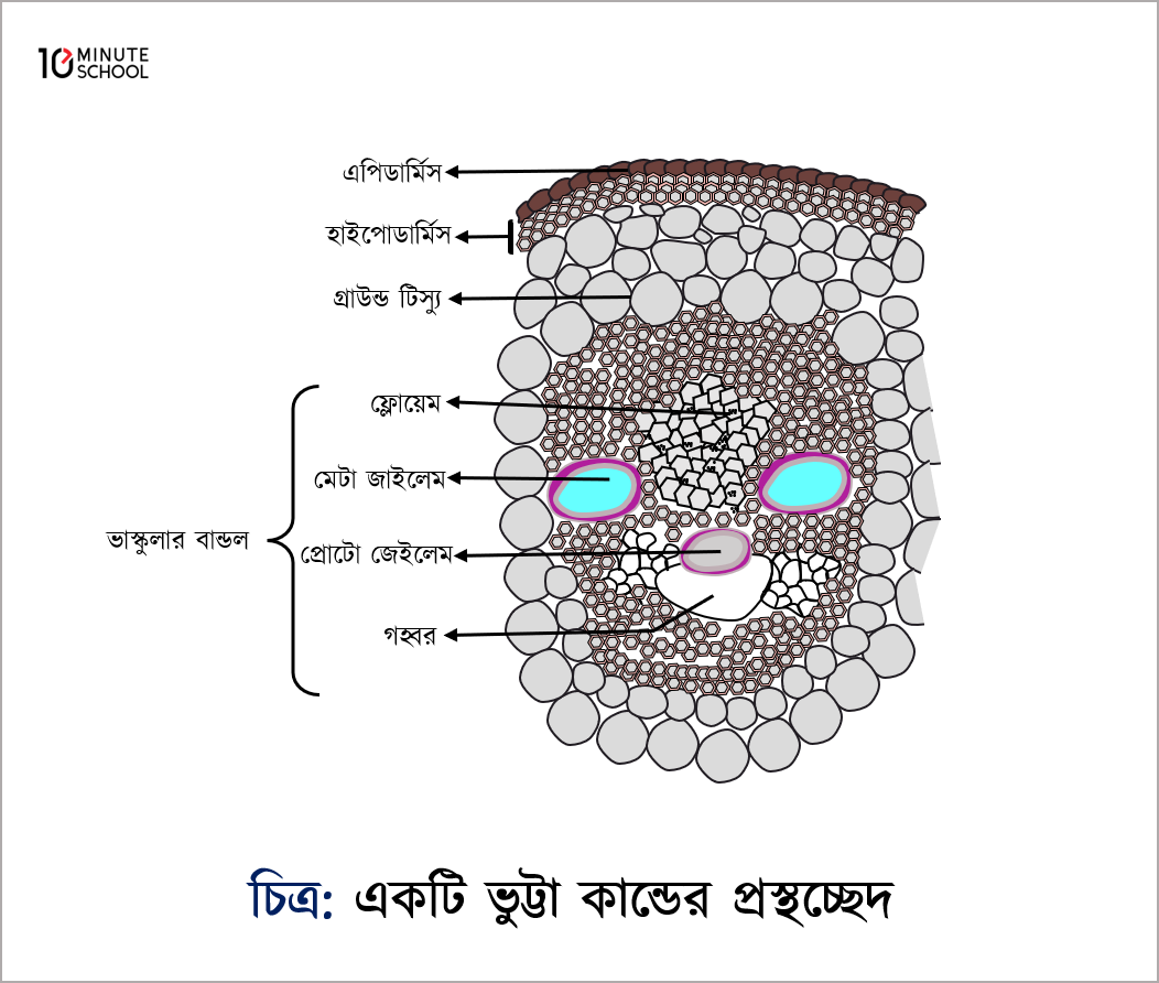 একবীজপত্রী উদ্ভিদের মূলের অন্তর্গঠন