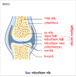 Synovial joint- (Firmness and Locomotion)