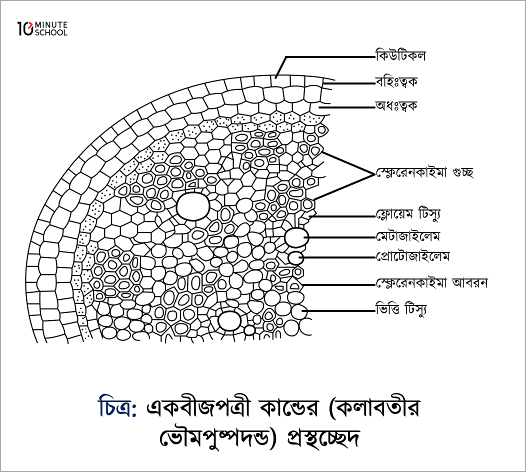 একবীজপত্রী উদ্ভিদের মূলের অন্তর্গঠন