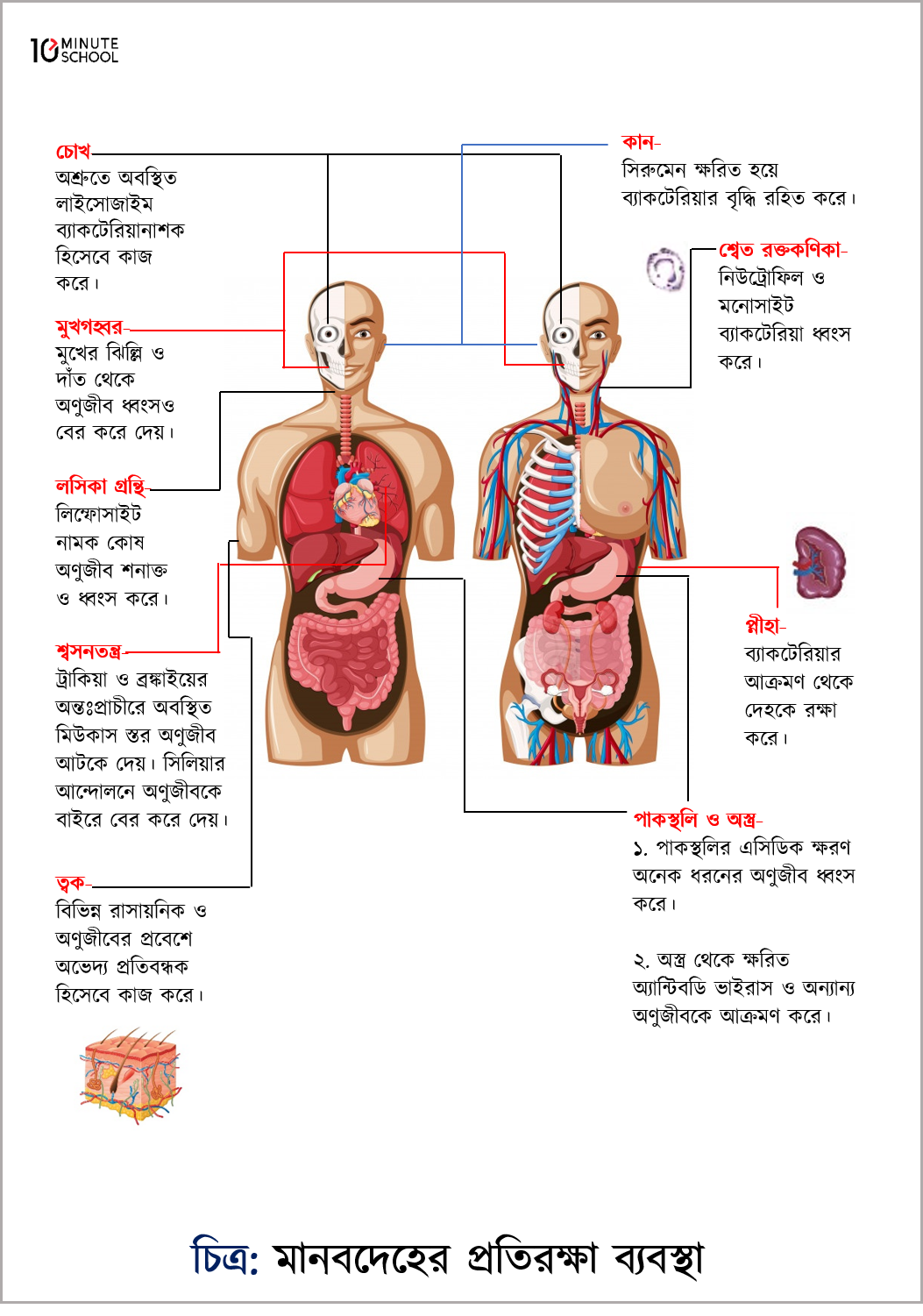 Defense Mechanism of Human Body