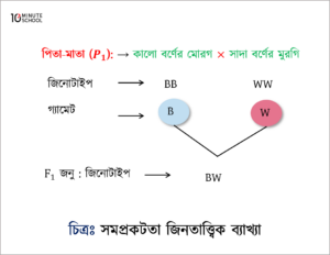 Co-dominance Genetic Explanation