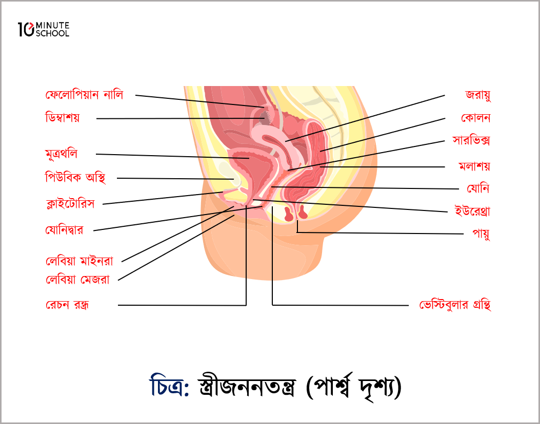 Милф Кристинаның эротикалық фотосы, менің сексуалды аяқтарым