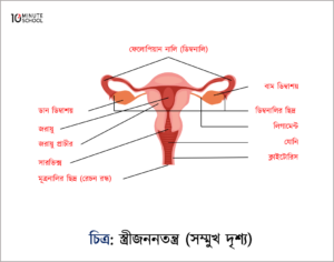 Female Reporoductive System-Frontal Part