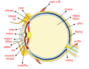 Eye