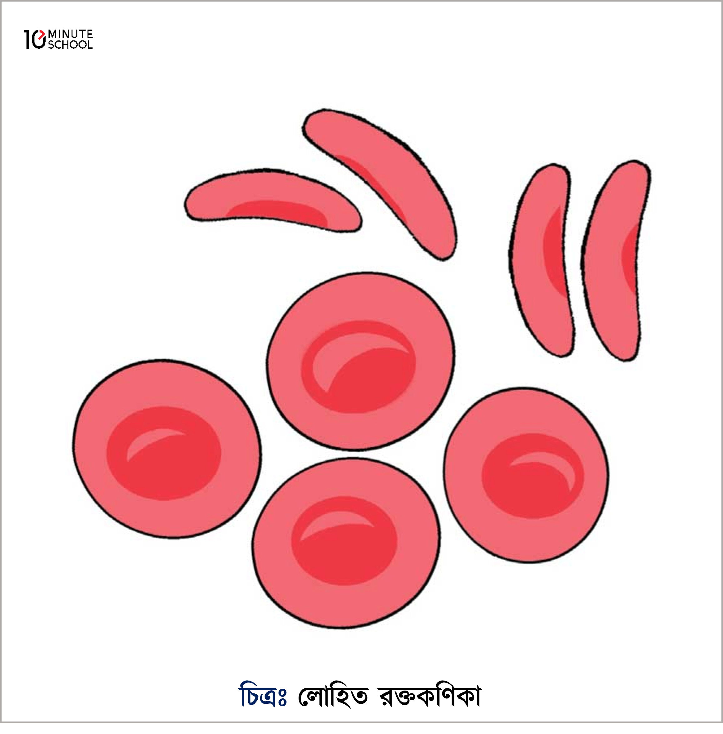 red blood corpuscles