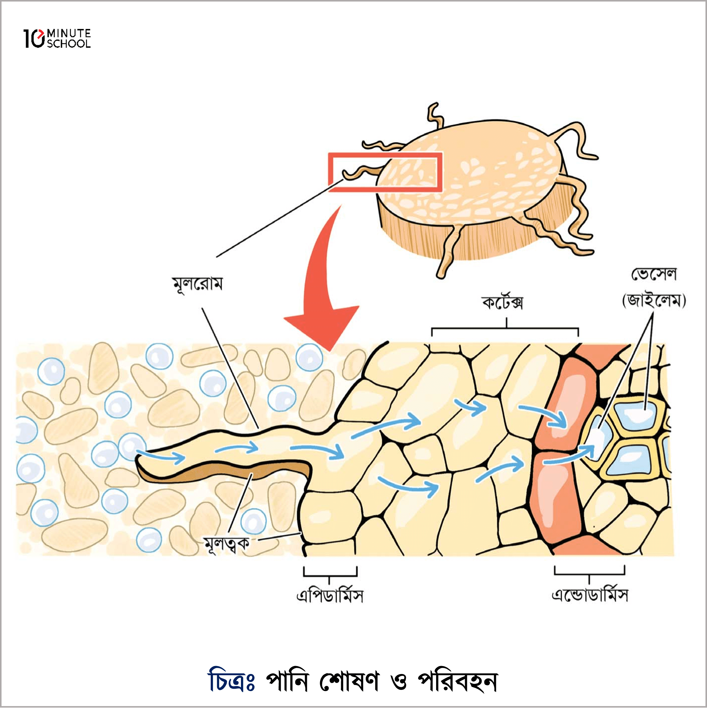 plants absorption of water and mineral salts