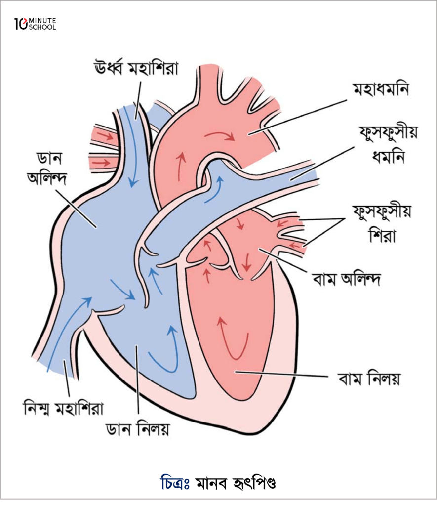 হৃৎপিণ্ড (Heart) গঠন, কাজ ও রক্তবাহিকা [ 2024]