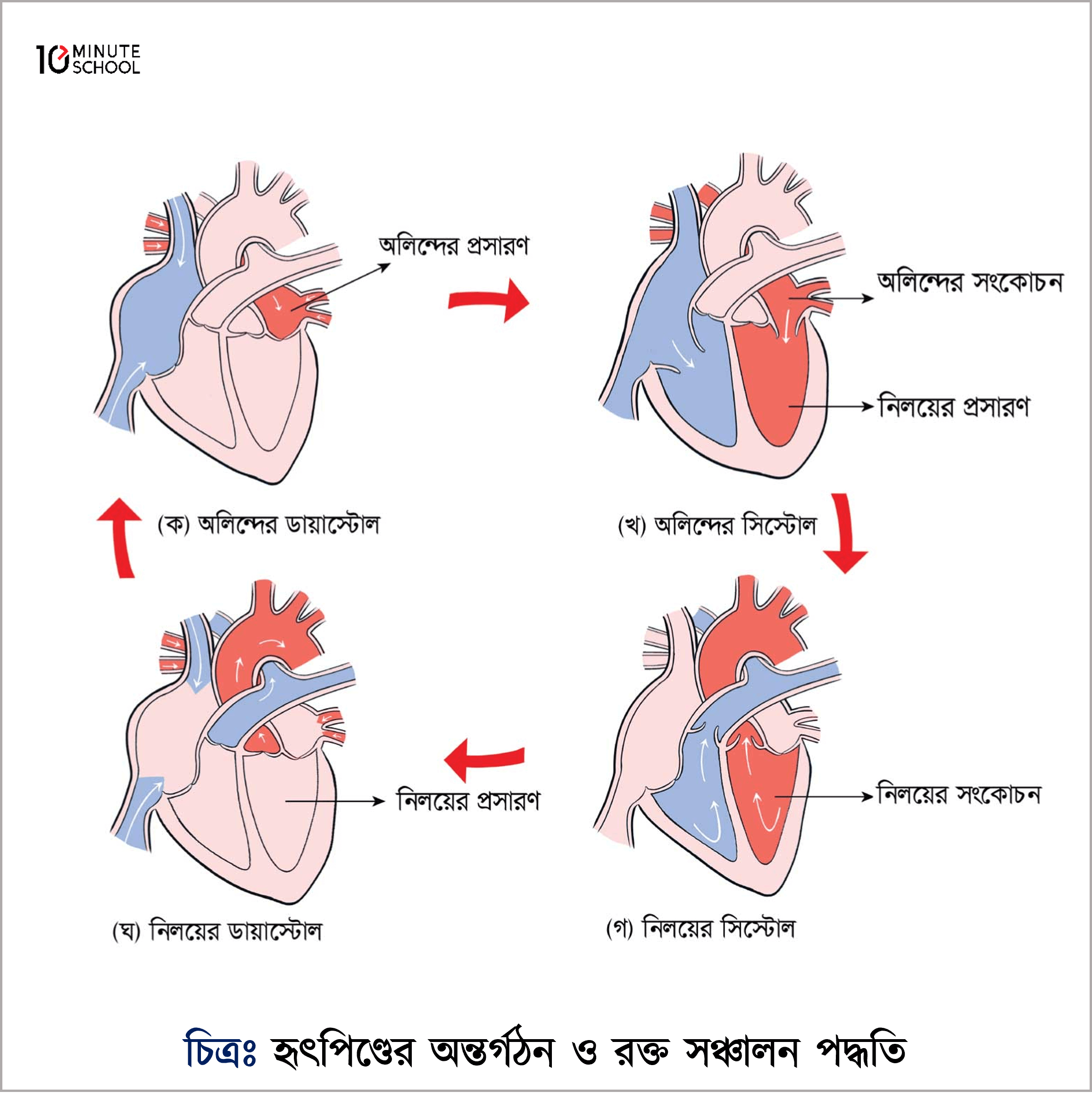 blood circulation system and heart structure
